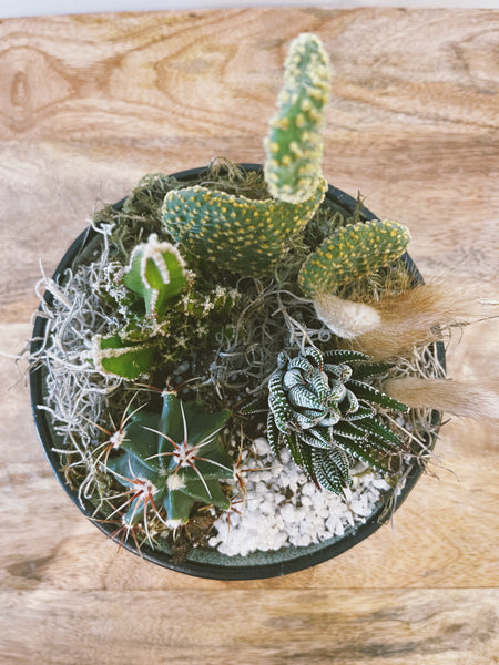 Potted Cacti Garden
