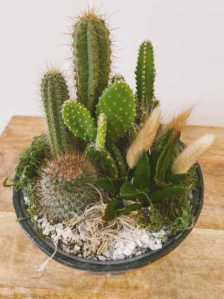 Potted Cacti Garden