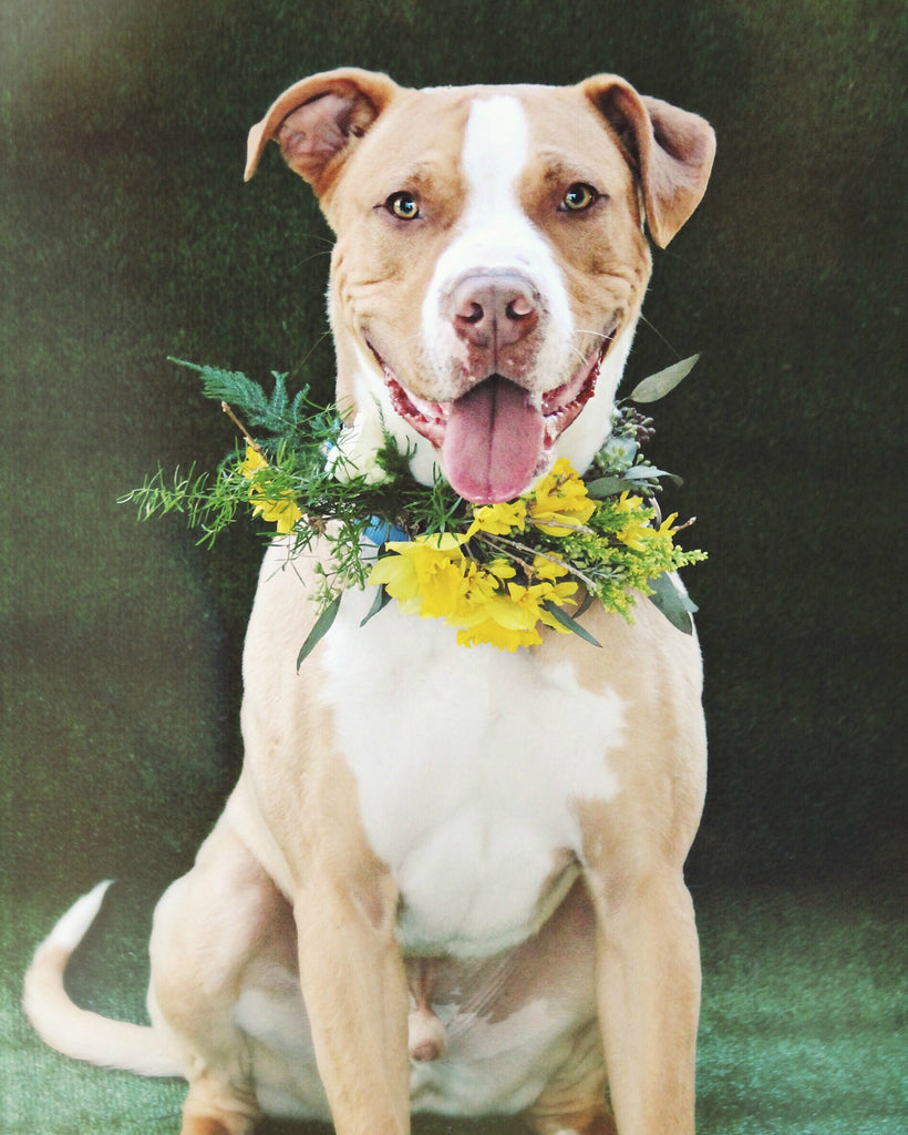 Adoptable Flower-Loving Pets at Worcester County Humane Society