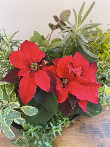 Live Holiday Herb Dish Garden