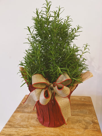 Rosemary Tree