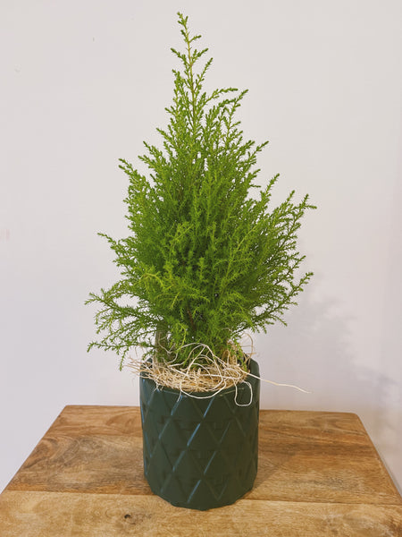 Lemon Cypress Tree in Forest Pot