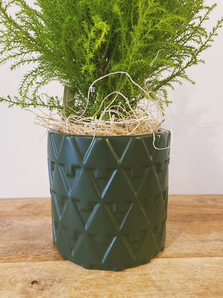 Lemon Cypress Tree in Forest Pot