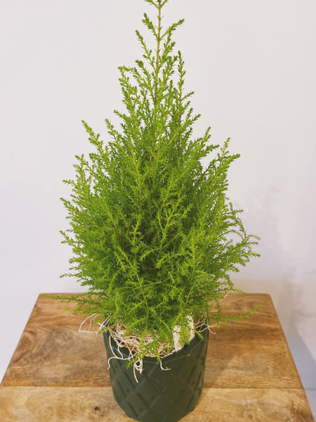 Lemon Cypress Tree in Forest Pot