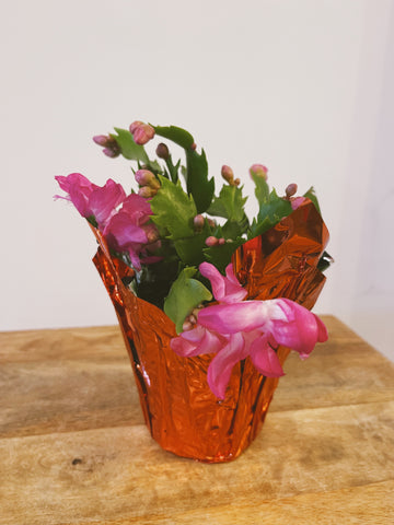 Christmas Cactus